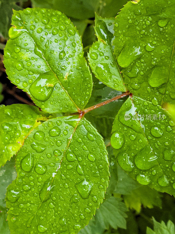 玫瑰花瓣上的雨滴