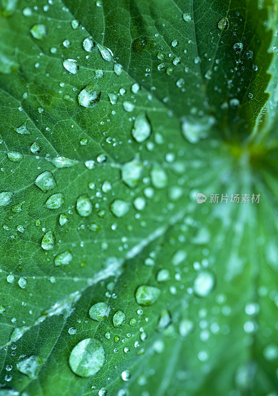 叶与雨滴