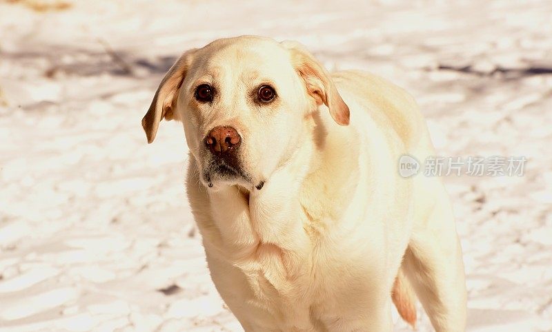 狗狗第一次在雪中