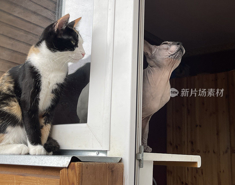 斯芬克斯猫和毛茸茸的猫在阳台上