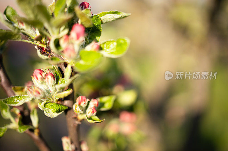 树上的春芽开始发芽并长出了叶子