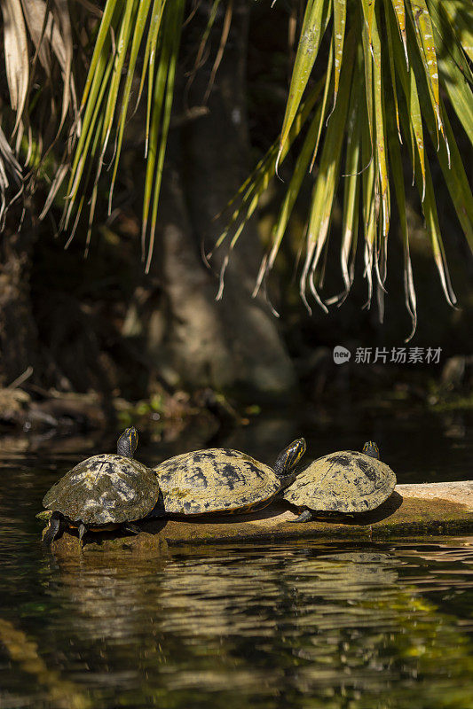 三只海龟在漂浮的原木上晒太阳，上面挂着棕榈叶