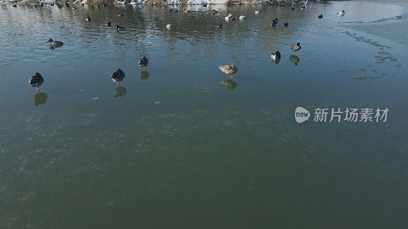 冬季水禽在冰冻的条件下聚集在开放的水鸭群喂养和游泳在科罗拉多河西部科罗拉多户外航拍系列的乡村湖