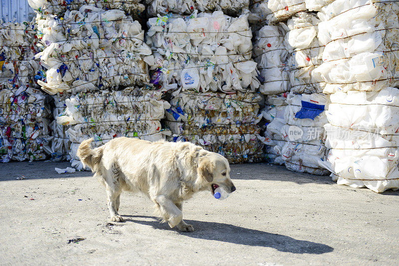 流浪狗站在成堆的塑料垃圾前，嘴里叼着塑料瓶