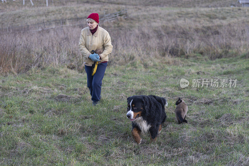 秋天，宠物主人在草地上遛狗和猫。