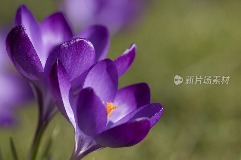 在春天盛开的藏红花，曼联