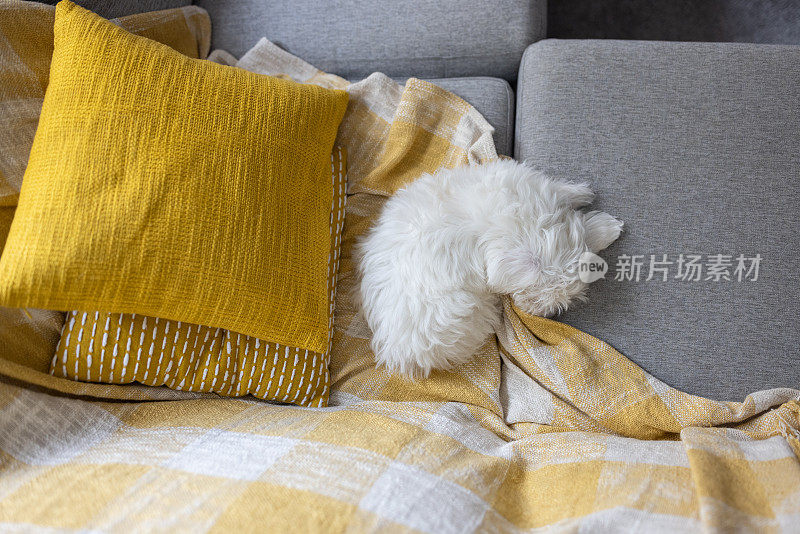 一只马耳他狗躺在沙发上