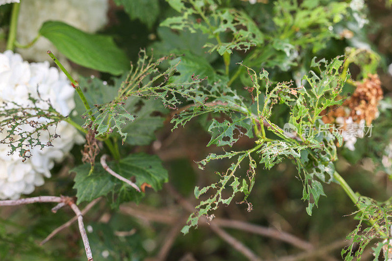 花园里的花卉植物被毛毛虫害虫吃掉了