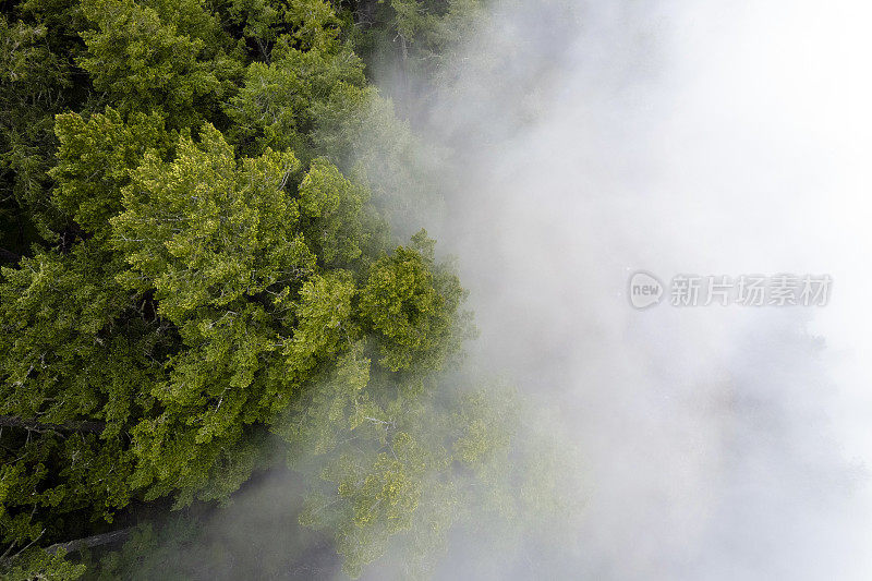 雾蒙蒙的森林的鸟瞰图