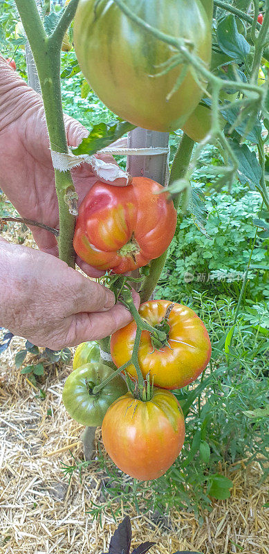 在自家花园里收获成熟的番茄，只需双手