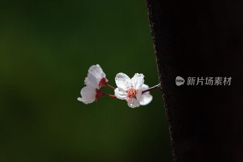 春天的樱花