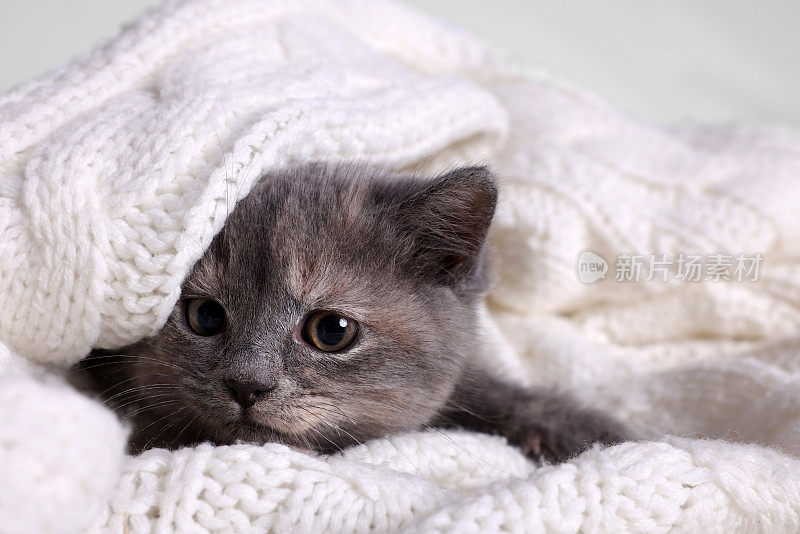 可爱的毛绒绒的小猫在白色针织毯上的灯光背景