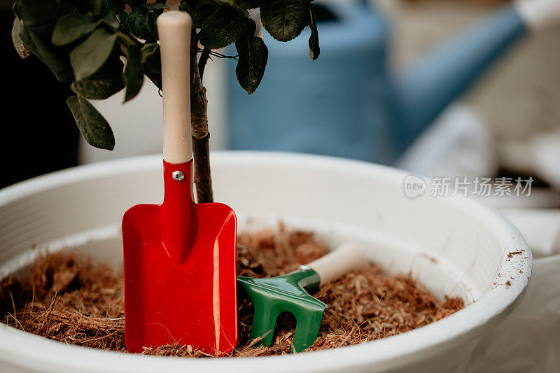 红色和绿色的园艺工具放在白色的花盆里。