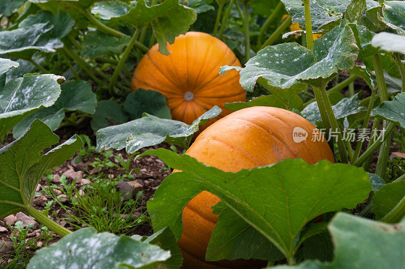 南瓜在夏末的田地里生长