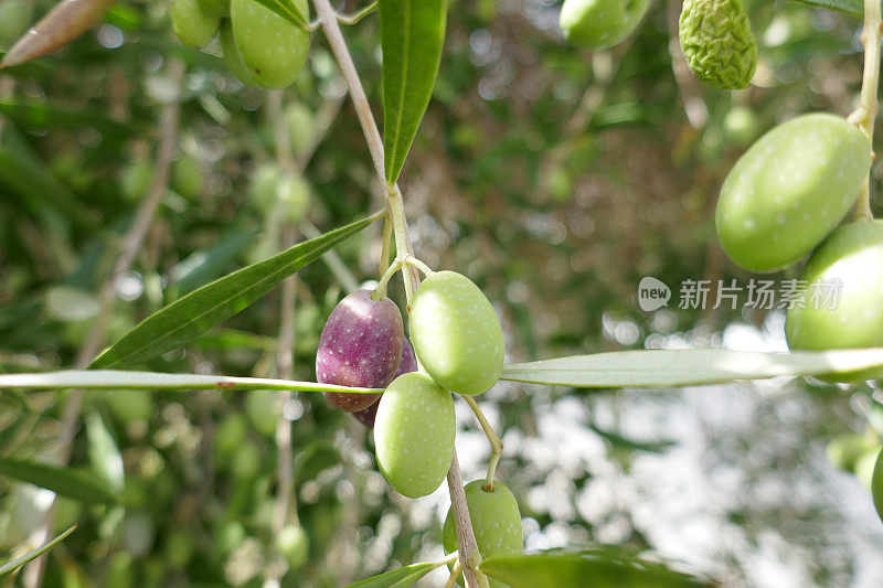 希腊克里特岛喀格拉提斯地区