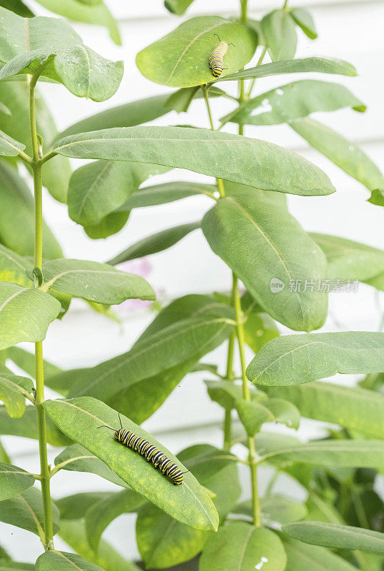 一株大马利筋植物上的两只帝王蝶毛虫