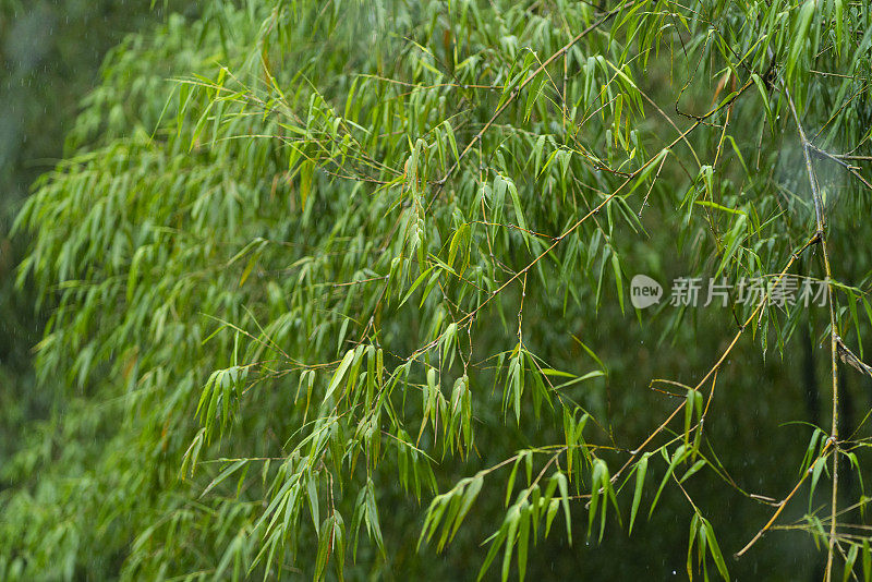 滋润了美丽森林里植物的雨水