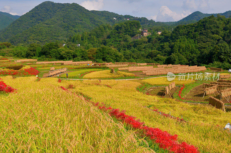 秋日的寺坂梯田，位于琦玉县秩父县