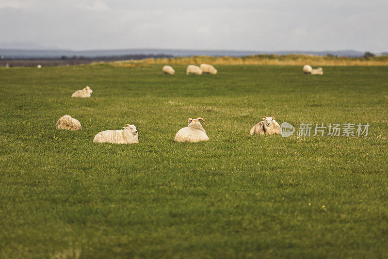 绿色草地上的羊群