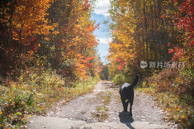 秋天的风景-黑狗走过彩色树