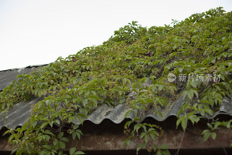 旋花类的屋顶。在屋顶上种植。乡村住宅的细节。建筑在村庄。