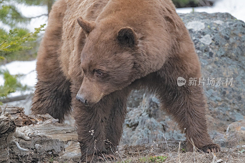 在蒙大拿州库克市附近的黄石国家公园里，黑熊(肉桂色)正在探索食物