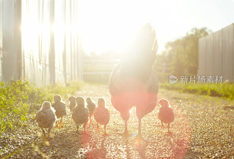母鸡和小鸡一起在农场散步