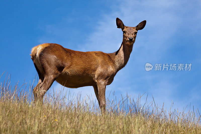 马鹿后，饲养在纳尔逊，新西兰