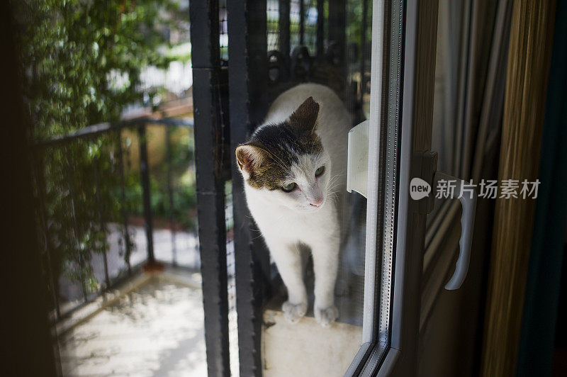 阳台上的流浪猫