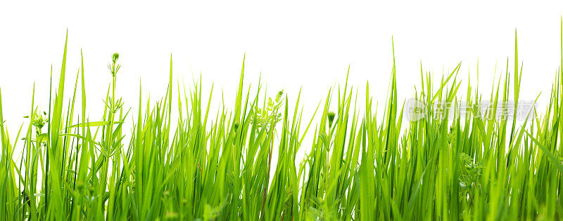 绿草孤立在白色的背景