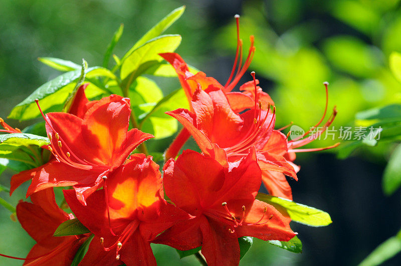 红色的杜鹃花(杜鹃)