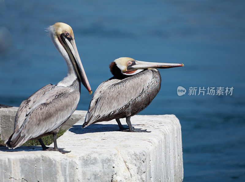 两个鹈鹕