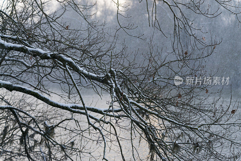 黎明时分，湖边覆盖着白雪的树枝