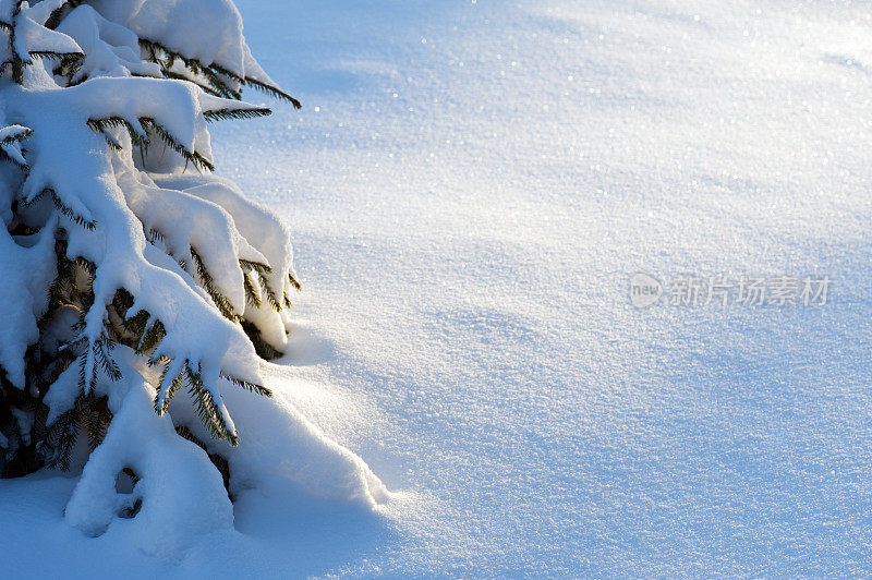 覆盖着雪的云杉