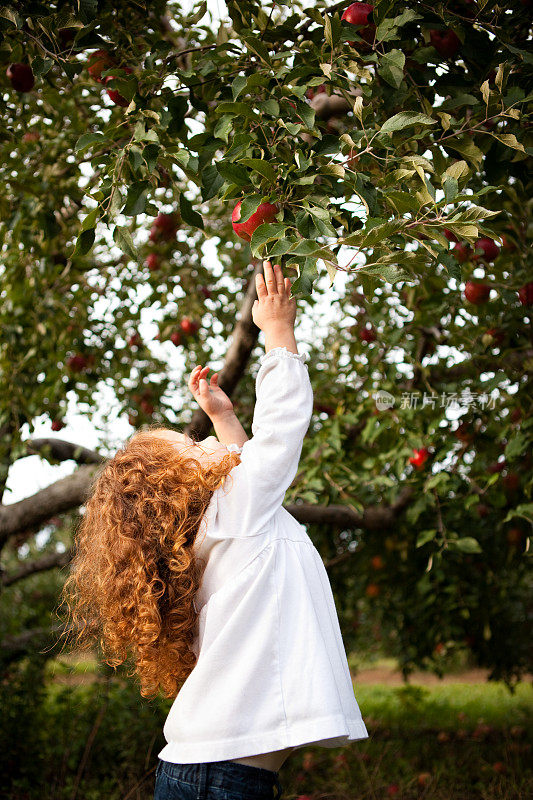 果园里的小女孩伸手摘树上的苹果