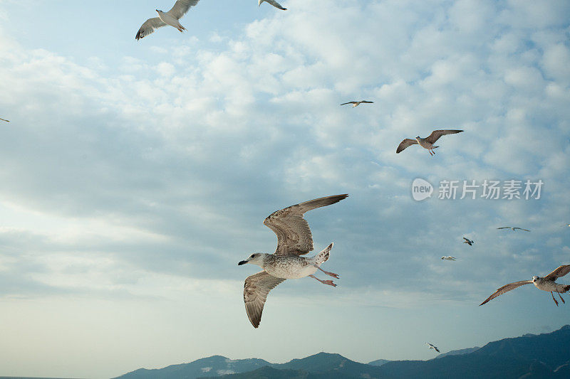 海鸥