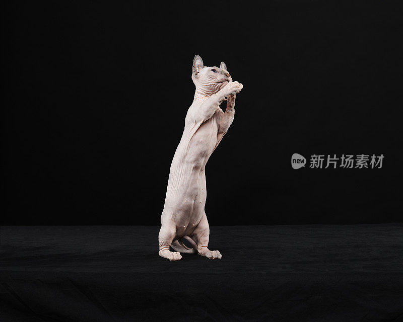 Sphynx猫