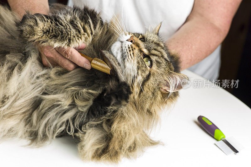 缅因猫梳理刷和梳。