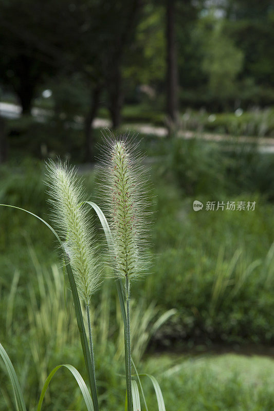 自然背景与新鲜的狐尾草