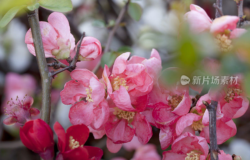 日本木瓜开花