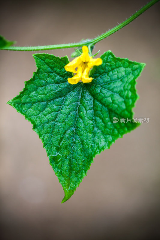 鲜叶鲜花