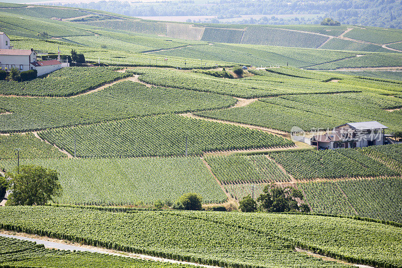法国埃佩尔内香槟区，欧洲夏季葡萄酒之乡