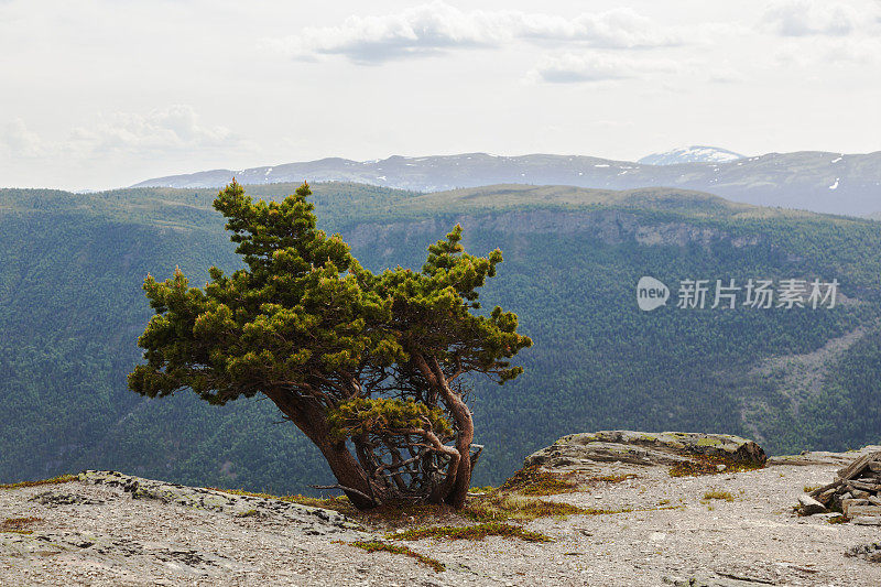 夏天山顶上的一棵老多节松树。