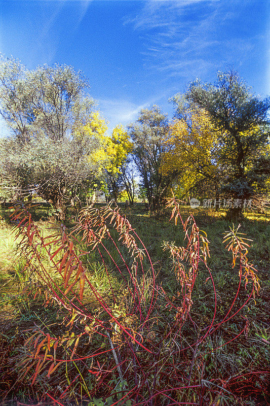 红灌木秋天在森林里。阿斯特拉罕地区、俄罗斯