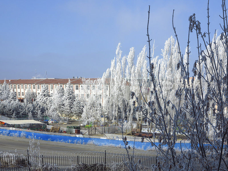 在土耳其安卡拉的冬天冰冻的杨树树枝