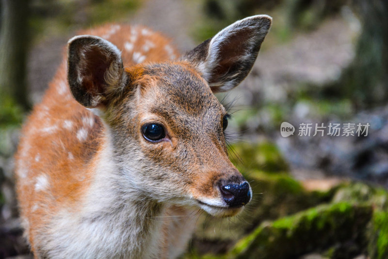 奈良公园的梅花鹿头