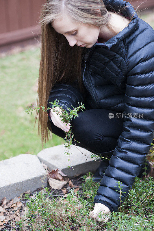 从药草园里采集百里香