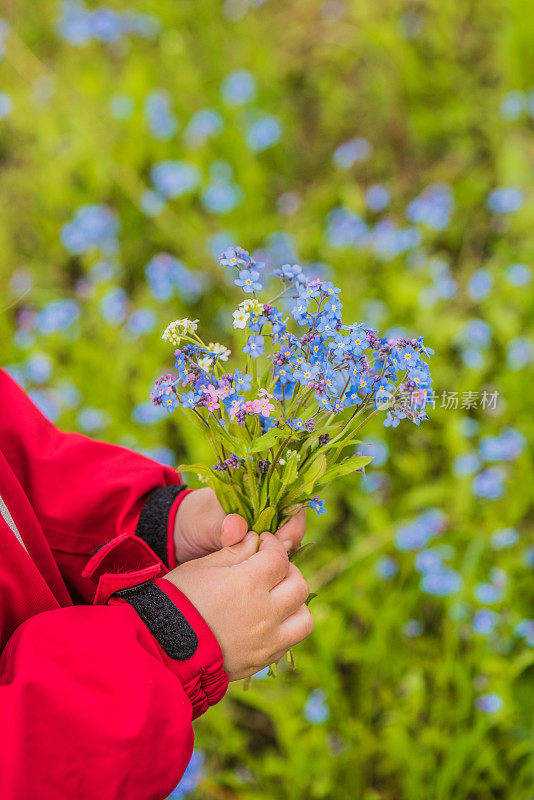 孩子捧着一束勿忘我的花