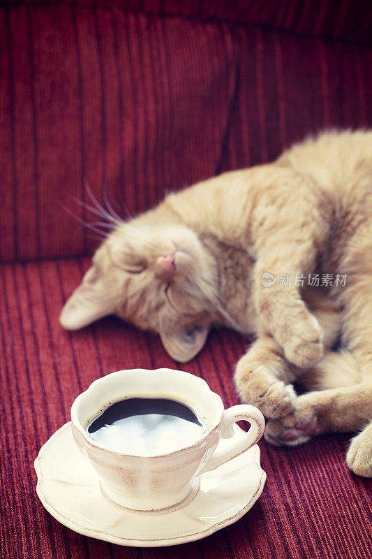 和猫一起在沙发上喝咖啡