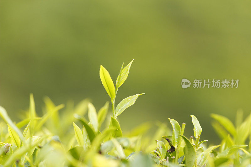 斯里兰卡种植园上新鲜的绿色锡兰茶叶